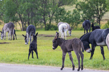 Wild burros with foals in a meadow