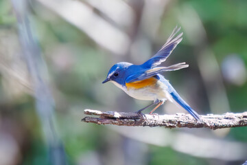羽ばたいて飛び出す幸せの青い鳥、可愛いルリビタキ（ヒタキ科） 英名学名：Red flanked Bluetail (Tarsiger cyanurus) 埼玉県北本市、北本自然観察公園 2024 