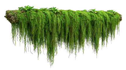 realistic tropical vine with mossy bark and natural rootlets isolated on transparent background