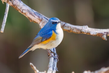 羽ばたいて飛び出す幸せの青い鳥、可愛いルリビタキ（ヒタキ科）...