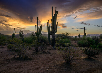 Sunrise in the Tonto National Forest in the Sonoran Desert of Arizona. 