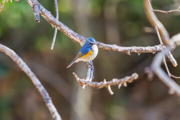 羽ばたいて飛び出す幸せの青い鳥、可愛いルリビタキ（ヒタキ科）...