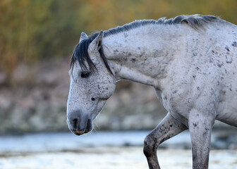 portrait of a white horse, Salt River Wild Horse. Tonto National Forest, Arizona. 