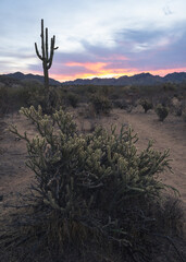 Sunrise in the Tonto National Forest in the Sonoran Desert of Arizona. 