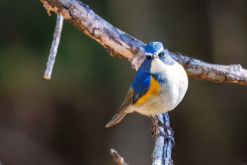羽ばたいて飛び出す幸せの青い鳥、可愛いルリビタキ（ヒタキ科） 英名学名：Red flanked Bluetail (Tarsiger cyanurus) 埼玉県北本市、北本自然観察公園 2024 