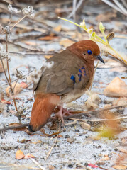Rare blue-eyed dove