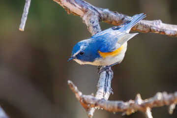 羽ばたいて飛び出す幸せの青い鳥、可愛いルリビタキ（ヒタキ科） 英名学名：Red flanked Bluetail (Tarsiger cyanurus) 埼玉県北本市、北本自然観察公園 2024 