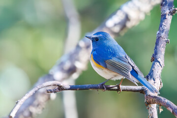羽ばたいて飛び出す幸せの青い鳥、可愛いルリビタキ（ヒタキ科）...