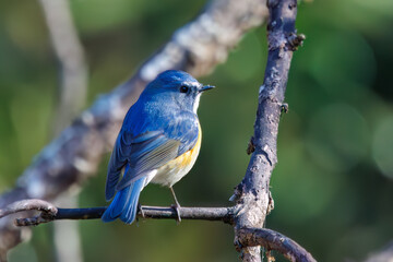 羽ばたいて飛び出す幸せの青い鳥、可愛いルリビタキ（ヒタキ科）...