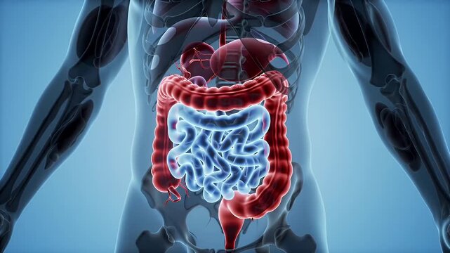 Human Torso Anatomy Displaying Red Large Intestine and Blue Small Intestine on Blue Gradient