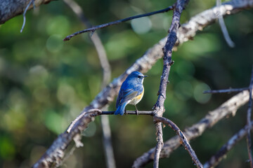 羽ばたいて飛び出す幸せの青い鳥、可愛いルリビタキ（ヒタキ科）...