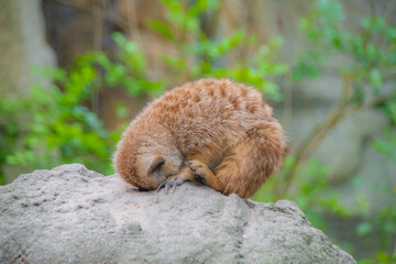 the zoo