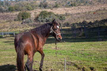 Caballo atado