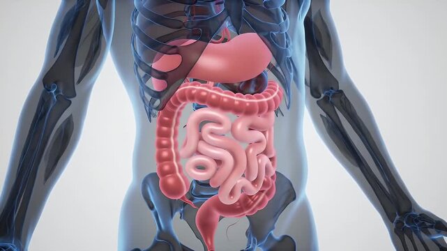 Stylized Human Torso Anatomical Rendering Highlighting Digestive System with Pink Intestines Stomach and Skeleton in White Background Medical and Educational Concept