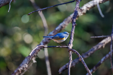 羽ばたいて飛び出す幸せの青い鳥、可愛いルリビタキ（ヒタキ科） 英名学名：Red flanked Bluetail (Tarsiger cyanurus) 埼玉県北本市、北本自然観察公園 2024 