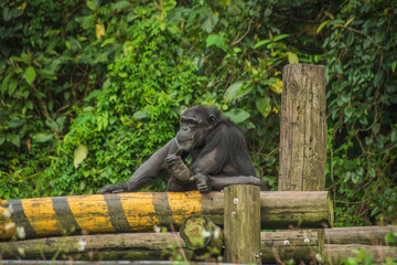 the zoo