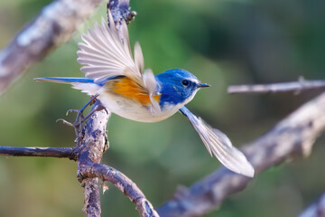 羽ばたいて飛び出す幸せの青い鳥、可愛いルリビタキ（ヒタキ科） 英名学名：Red flanked Bluetail (Tarsiger cyanurus) 埼玉県北本市、北本自然観察公園 2024 