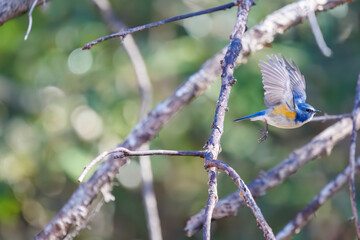 羽ばたいて飛び出す幸せの青い鳥、可愛いルリビタキ（ヒタキ科）...