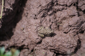 A brown frog camouflages seamlessly against the muddy ground, nearly invisible to the naked eye,...