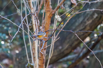 羽ばたいて飛び出す幸せの青い鳥、可愛いルリビタキ（ヒタキ科） 英名学名：Red flanked Bluetail (Tarsiger cyanurus) 埼玉県北本市、北本自然観察公園 2024 