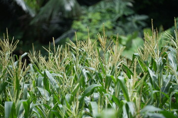 A lush cornfield in full growth, with golden tassels shining under the sunlight, surrounded by the deep green backdrop of nature
