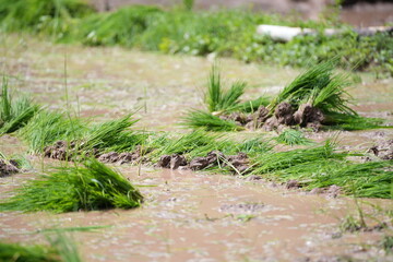 Bundled young rice seedlings prepared for transplanting in the paddy field