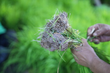 Fresh green rice seedlings bundled and ready for transplanting in the paddy field, representing Thai farmers’ traditional way of cultivation.
