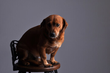 cachorro caramelo doméstico 