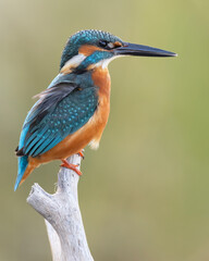 Common Kingfisher Portrait