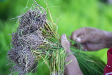 A farmer in a carefully gathering rice seedlings in a paddy field, preparing for transplanting...