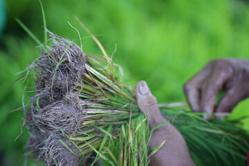 A farmer in a carefully gathering rice seedlings in a paddy field, preparing for transplanting during the planting season