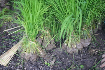 A farmer in a carefully gathering rice seedlings in a paddy field, preparing for transplanting...
