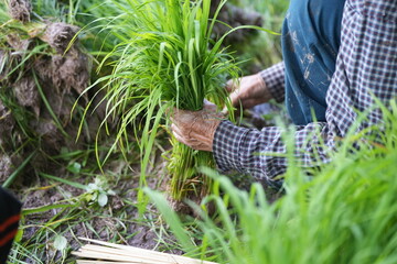 A farmer in a carefully gathering rice seedlings in a paddy field, preparing for transplanting during the planting season