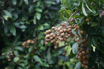 a longan tree bearing fruit in a lush orchard. The longans hang in clusters, with small round...