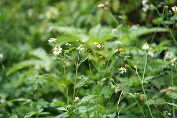 Small Spanish needle flowers Bidens pilosa with white petals and bright yellow centers blooming among green leaves in nature.