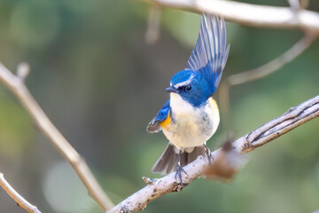 羽ばたいて飛び出す幸せの青い鳥、可愛いルリビタキ（ヒタキ科）...