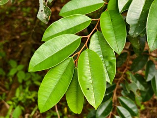 young sapodilla leaves close up