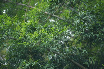 Bamboo green leaves on the tree