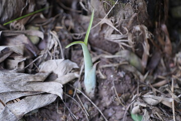 A young banana plant sprouting from the ground near the base of a mature banana tree, with small light-green leaves and a tender stem