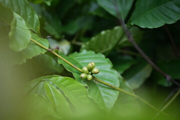 a coffee plant bearing unripe green cherries. The coffee cherries are small and round, growing...