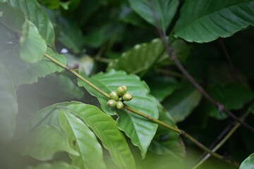 a coffee plant bearing unripe green cherries. The coffee cherries are small and round, growing along the stem. The plant has large, glossy, dark green leaves, set against a lush green background