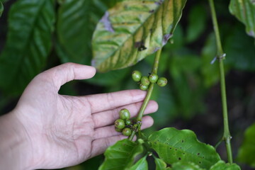 a hand holding a cluster of unripe green coffee cherries still on the branch. The cherries are small and round, surrounded by large, glossy dark green leaves. The scene reflects a healthy coffee plant