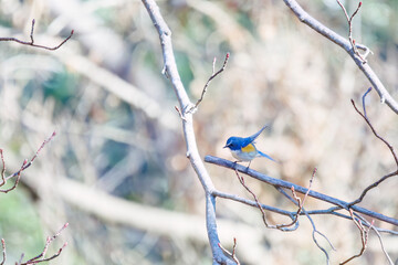 羽ばたいて飛び出す幸せの青い鳥、可愛いルリビタキ（ヒタキ科） 英名学名：Red flanked Bluetail (Tarsiger cyanurus) 埼玉県北本市、北本自然観察公園 2024 