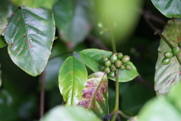 a coffee plant bearing unripe green cherries. The coffee cherries are small and round, growing...