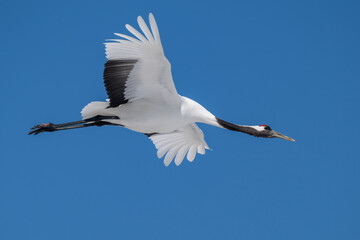 Red-crowned crane flying and a bright blue sky