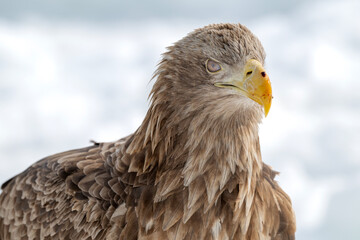White-tailed Eagle and nicitating membrane