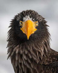 Close up head shot of a Steller's Sea Eagle