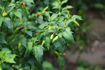 A chili plant bearing light green chili peppers in the early stages of ripening, glowing vibrantly among the dark green foliage.
