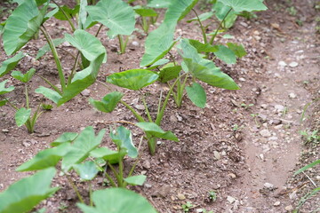 The taro plant is a root crop with large, dark green, heart-shaped leaves, often growing in moist soil or near water sources