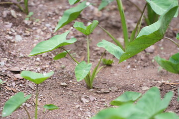 Taro plants growing in soil with vibrant green heart-shaped leaves, thriving naturally in the field.
